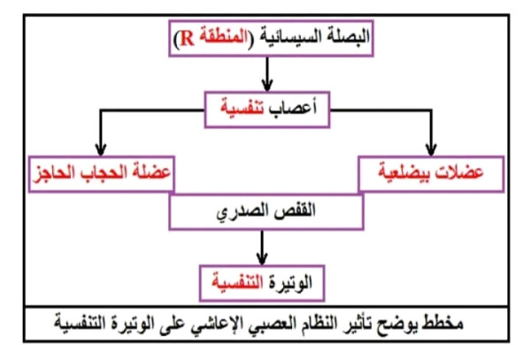 نص علمي لشرح الية تنبيه المراكز العصبية للتنسيق بين الوتيرتين القلبية و التنفسية اثناء الجهد العضلي