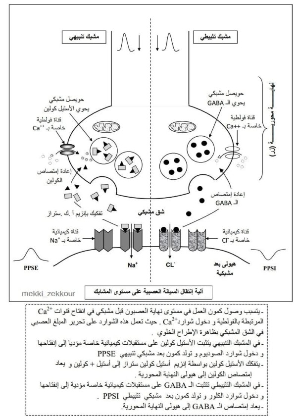 مخطط آلية إنتقال السيالة العصبية على مستوى المشابك.