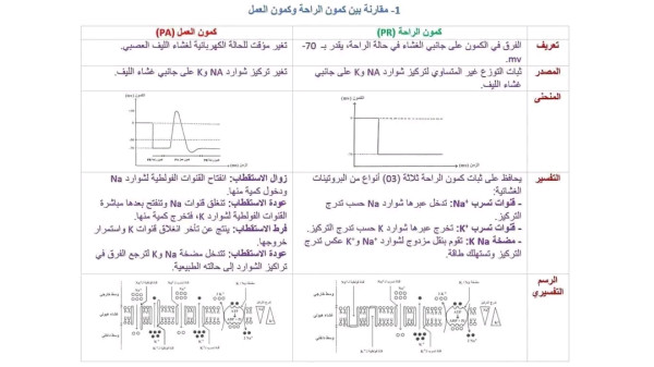 مقارنة بين كمون الراحة (PR) وكمون العمل (PA). قارن بين كمون الراحة (PR) وكمون العمل (PA).